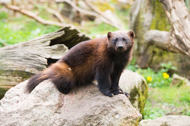Wolverine on a rock